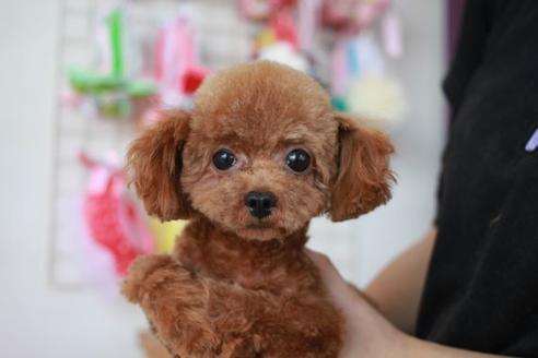 販売中のトイプードルの親犬