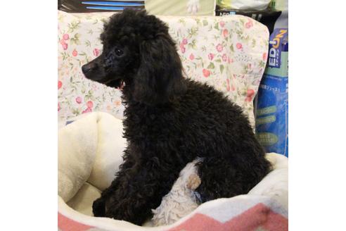 販売中のトイプードルの親犬
