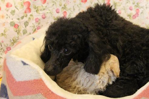 販売中のトイプードルの親犬