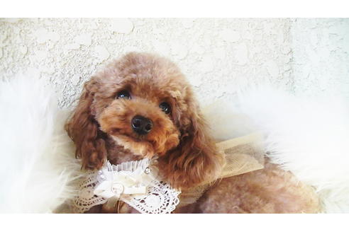 販売中のティーカッププードルの親犬