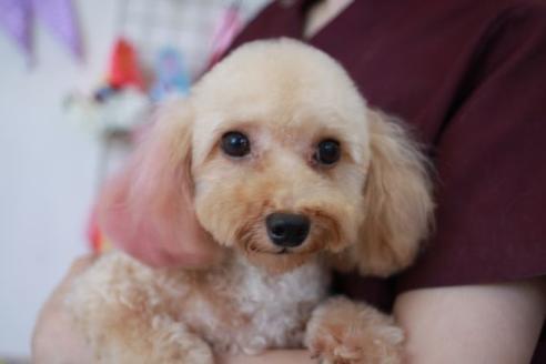 販売中のトイプードルの親犬