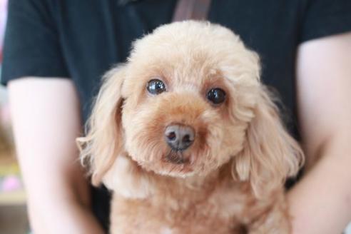 販売中のトイプードルの親犬