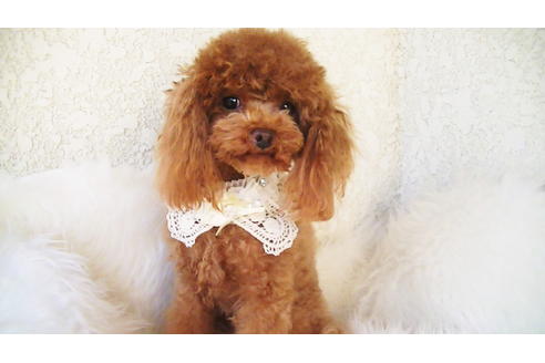 販売中のタイニープードルの親犬