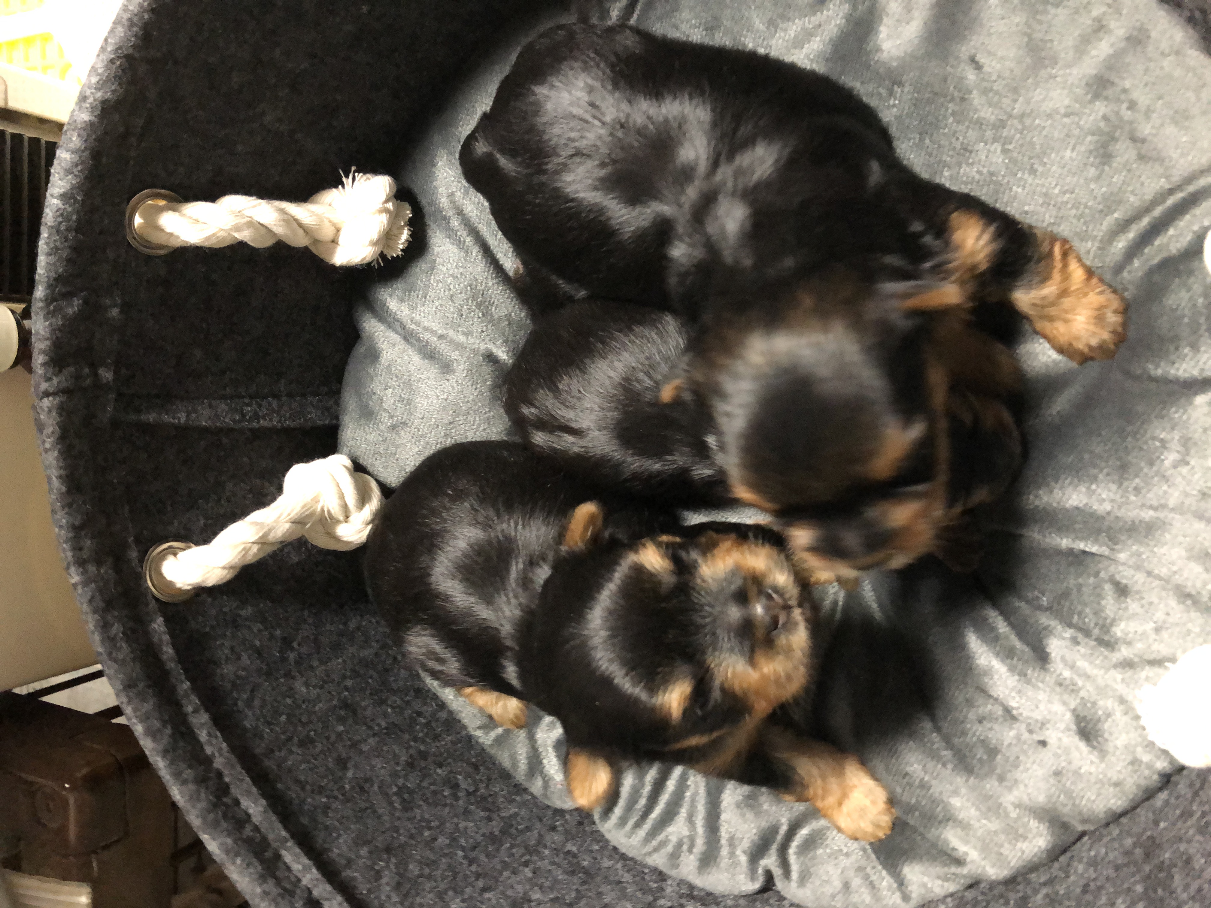 吉田ブリーダー