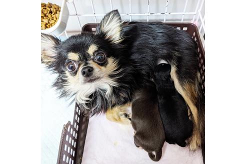 販売中のチワワ(ロングコート)の親犬