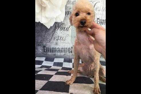 販売中のトイプードルの親犬