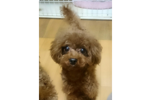 販売中のトイプードルの親犬