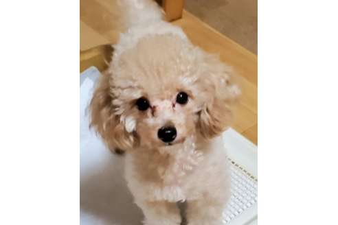 販売中のトイプードルの親犬