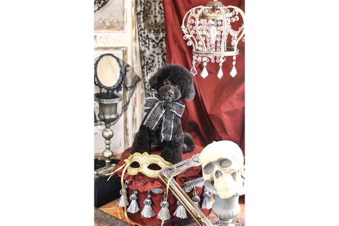 販売中のティーカッププードルの親犬