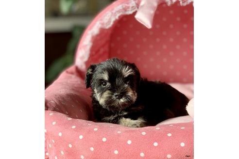ブラック＆シルバーのミニチュアシュナウザーの子犬を探す（440