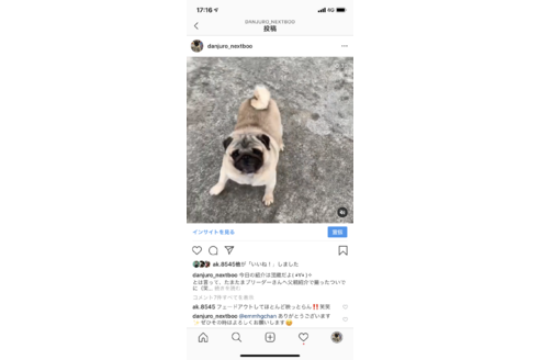 販売中のパグの親犬