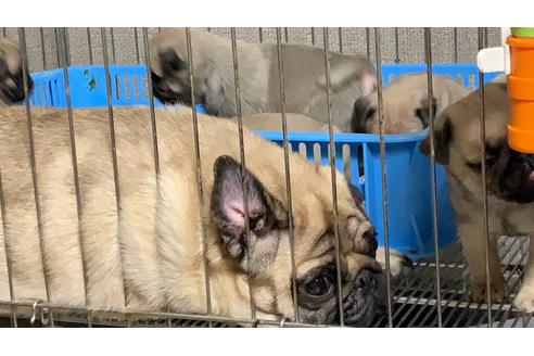 販売中のパグの親犬