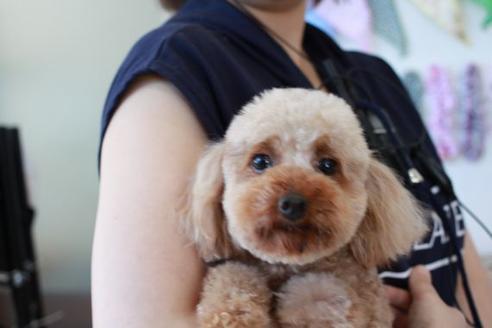 販売中のトイプードルの親犬