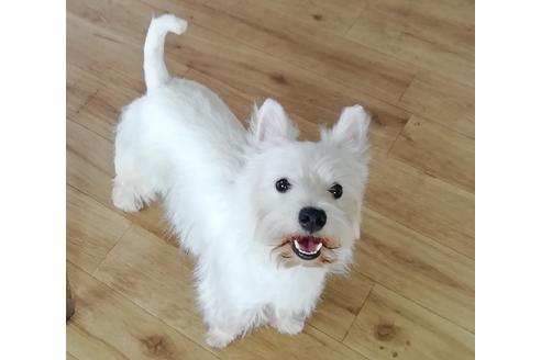 販売中のウエストハイランドホワイトテリア(ウエスティ)の親犬