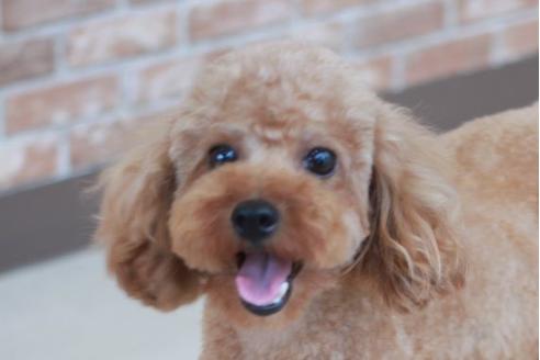 販売中のトイプードルの親犬