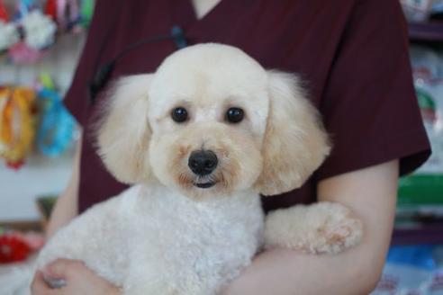 販売中のトイプードルの親犬