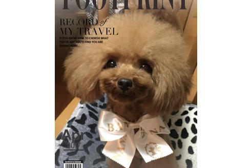 販売中のタイニープードルの親犬