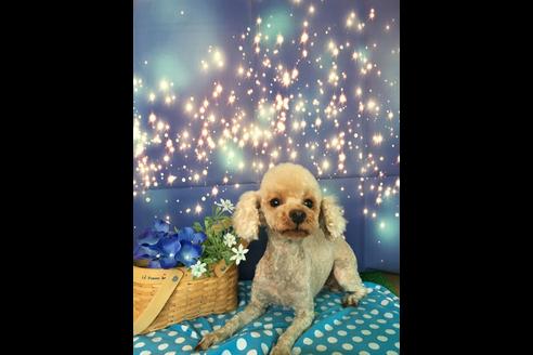 販売中のトイプードルの親犬