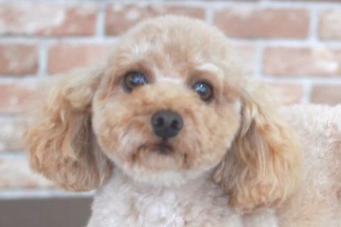 販売中のトイプードルの親犬