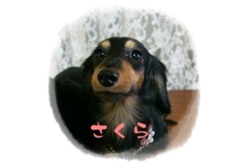 販売中のカニンヘンダックスフンド(ロングヘアード)の親犬
