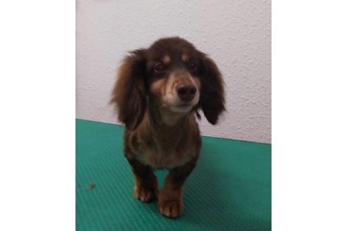 販売中のカニンヘンダックスフンド(ロングヘアード)の親犬