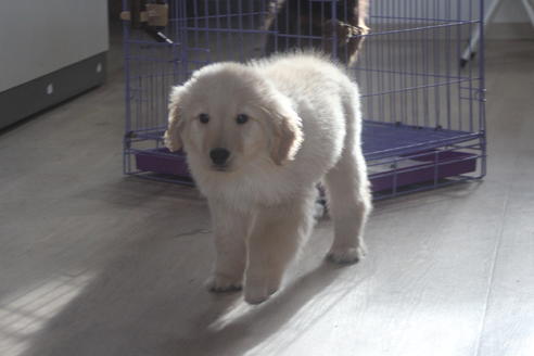 北海道のゴールデンレトリーバー 男の子 19 10 24生まれ 甘えん坊君です 子犬id ブリーダーナビ