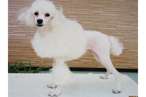 販売中のトイプードルの親犬