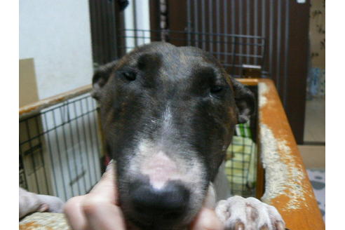 販売中のミニチュアブルテリアの親犬