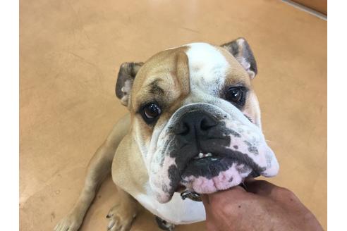 販売中のブルドッグの親犬