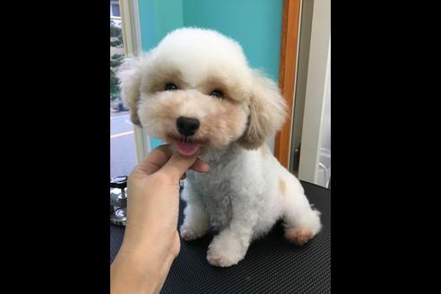 販売中のトイプードルの親犬