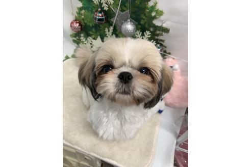 販売中のシーズーの親犬