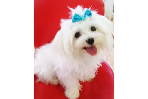 販売中のマルプー:マルチーズ×トイプードルの親犬