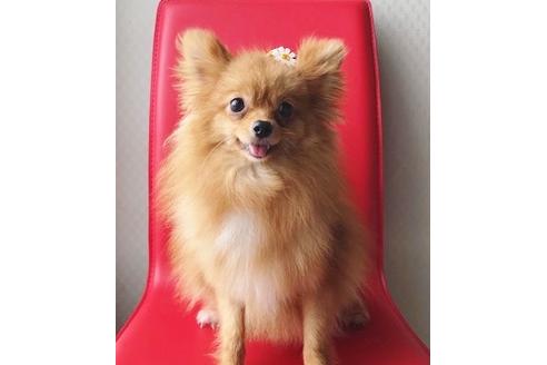 販売中のミックス犬の親犬