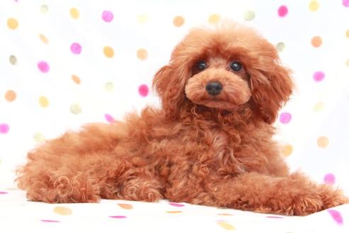 販売中のミックス犬の親犬