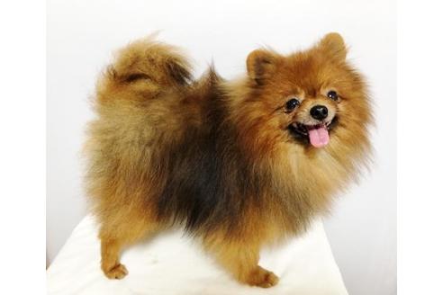 販売中のミックス犬の親犬