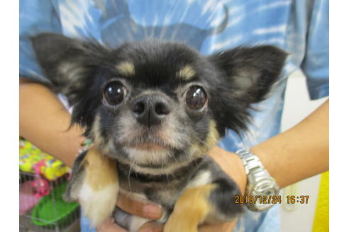 販売中のチワプー:チワワ×トイプードルの親犬