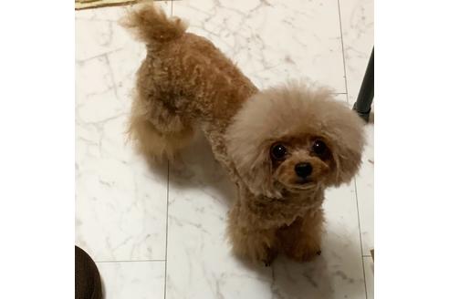 販売中のタイニープードルの親犬