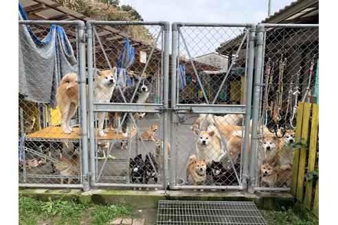 藤本日登美ブリーダーの詳細