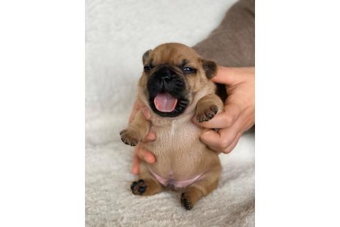 ブリーダー 重田 フレブル