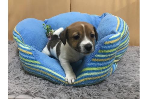 キュン死注意 お茶目でカワイイおもしろ動物まとめ ジャック