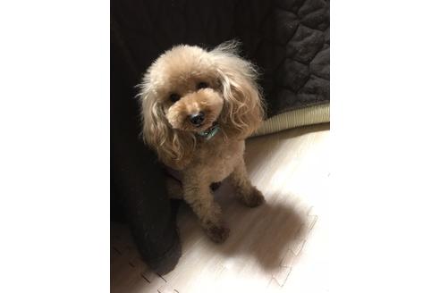 販売中のタイニープードルの親犬