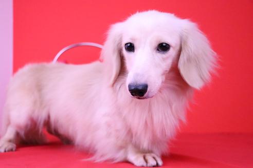 販売中のミニチュアダックスフンド(ロングヘアード)の親犬