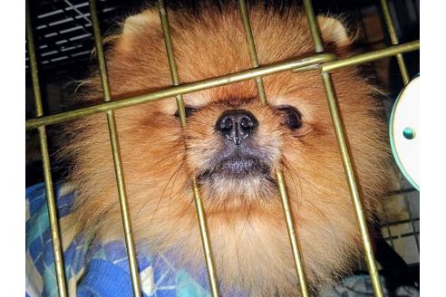 販売中のポメラニアンの親犬