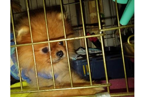 販売中のポメラニアンの親犬