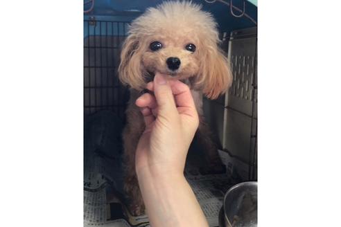 販売中のティーカッププードルの親犬