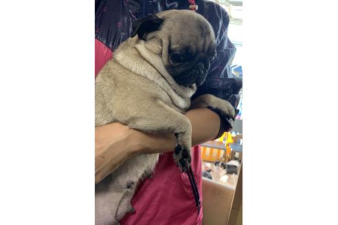 販売中のパグの親犬
