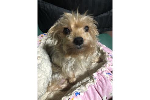 販売中のヨークシャーテリアの親犬