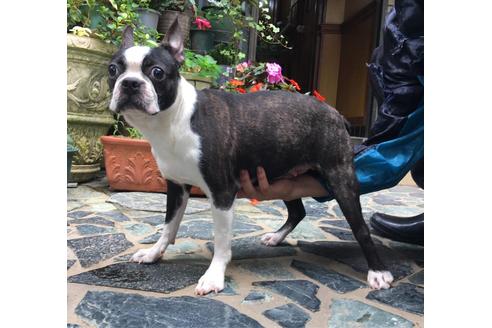 販売中のボストンテリアの親犬