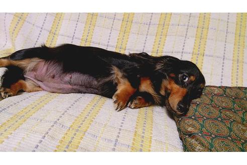 販売中のミニチュアダックスフンド(ロングヘアード)の親犬