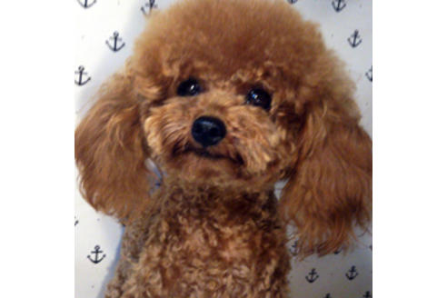 販売中のティーカッププードルの親犬